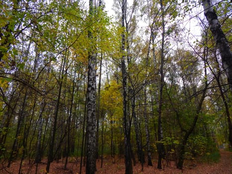 birch grove in autumn