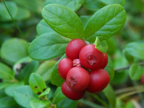 Forest on a bush cranberries