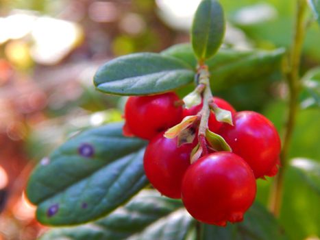 Forest on a bush cranberries