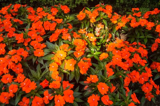 Orange poppies shine in the sunlight