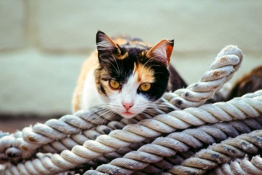 Black, orange and white cat resting on a coil of ropes.