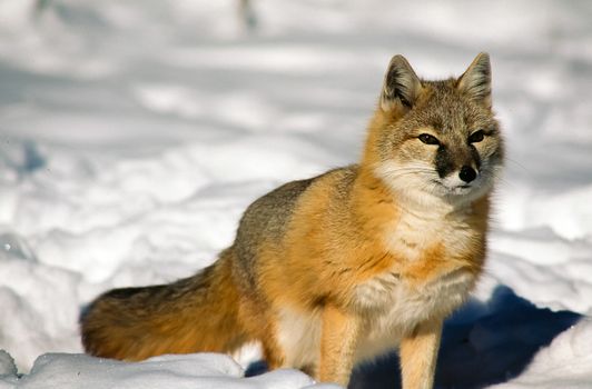 A single Swift Fox in the snow, watching for prey.