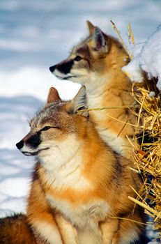Two Swift Fox in the snow looking, profile, to the left.