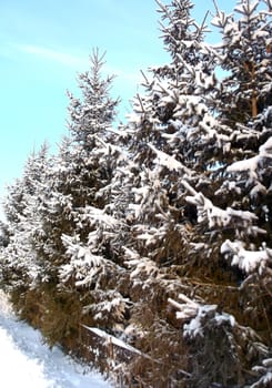 beautiful green Christmas tree in white snow