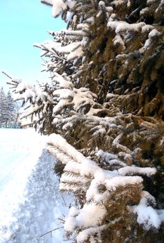 beautiful green Christmas tree in white snow