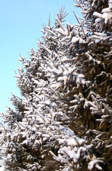 beautiful green Christmas tree in white snow