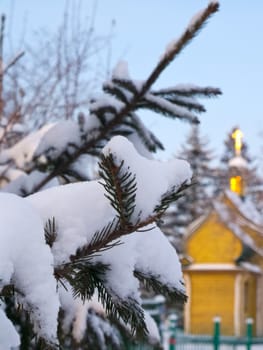 beautiful green Christmas tree in white snow