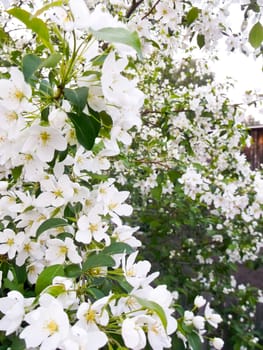 white flowers of apple-tree with green leaves background