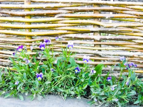 brown mold with flowers pansies and green leaves