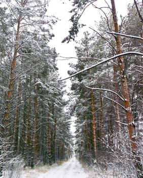 beautiful green Christmas tree in white snow