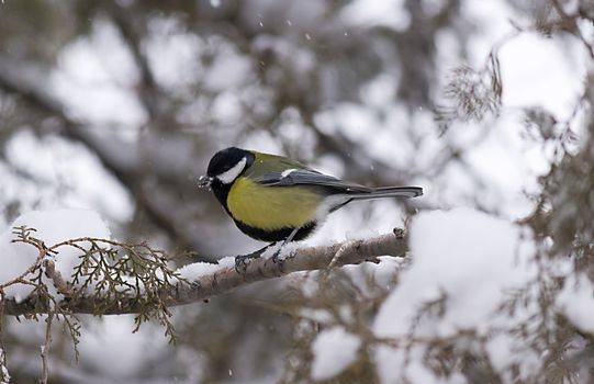 A bird on a branch, winter environment