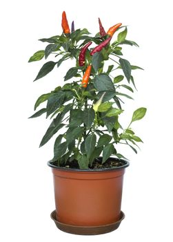 Mixed chili plant in a pot on white background