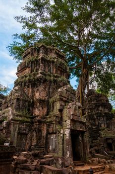 Tree on stone temple Ta Prohm Angkor Wat