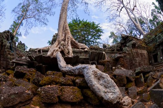 Tree with roots sitting on stone temple Ta Prohm Angkor Wat