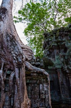 Tree with roots sitting on stone temple Ta Prohm Angkor Wat