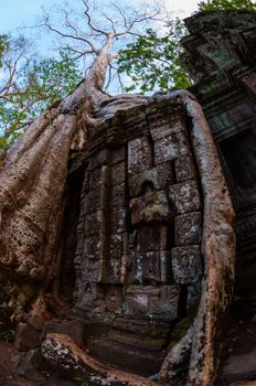 Tree with roots sitting on stone temple Ta Prohm Angkor Wat