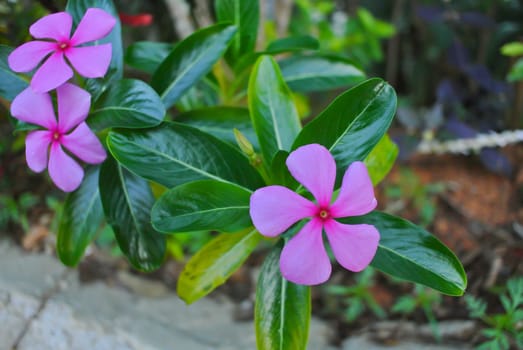 Pink rosy periwinkle flower