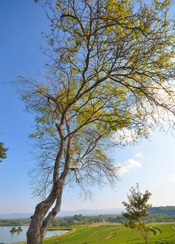 Tree in winter and green tea plantations.