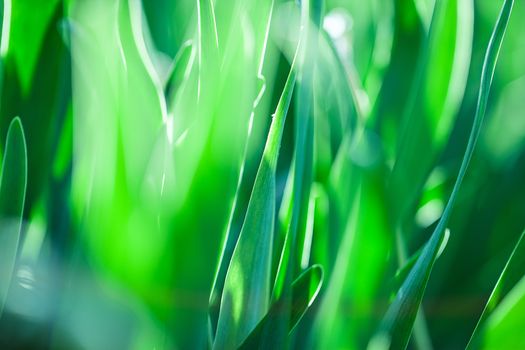 The Beautiful spring flowers background. Nature bokeh. 