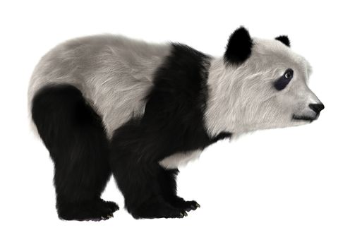 3D digital render of a cute panda bear cub isolated on white background