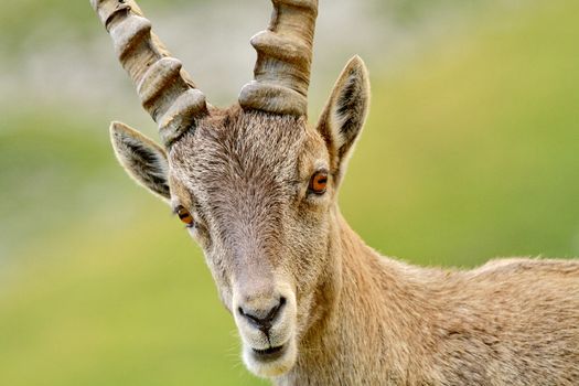 Portrait of ibex in the middle of nowhere
