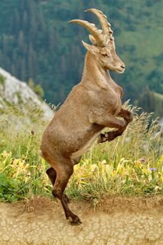 Portrait of ibex in the middle of nowhere