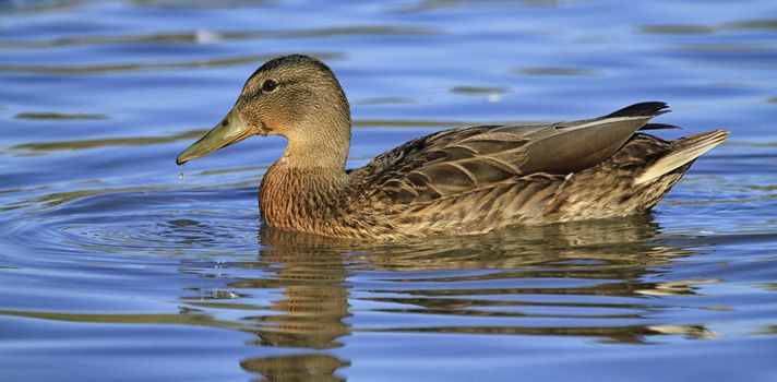 Duck mallard female on the water