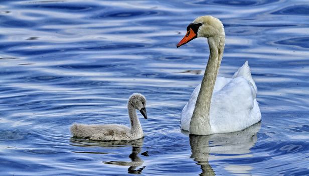 Mom swan with his baby on the water