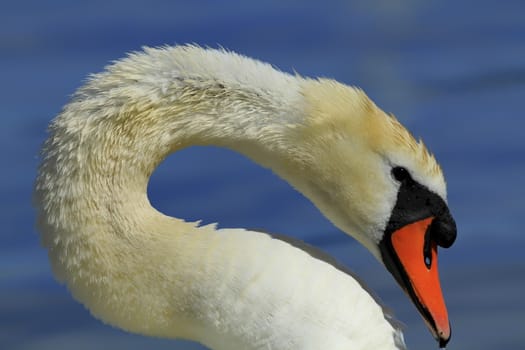 Magnificent white swan and orange beak