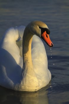 Magnificent white swan and orange beak