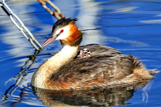 Great crested grebe with his baby on the back