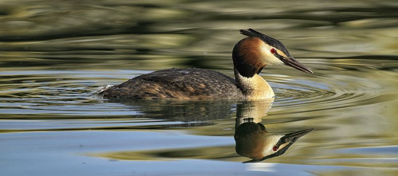 magnificent great crested grebe on the water