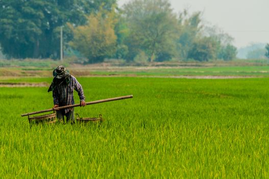 A man working in a green rice field in Kengtun Burma Myanmar