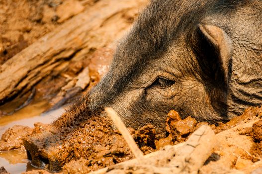 Head of Wild Boar in Mud in East Burma Myanmar