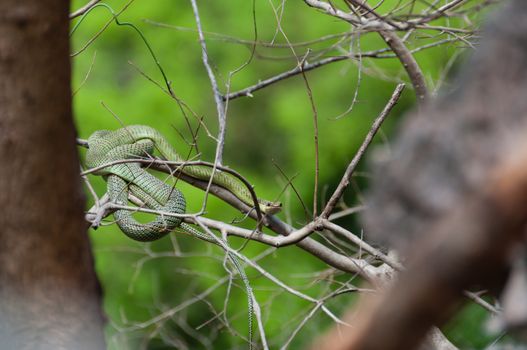 Poisonous Green snake sitting on a branch of a tree in Asia