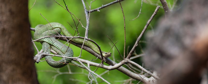 Poisonous Green snake sitting on a branch of a tree in Asia