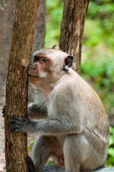 Monkey Rhesus Macaque holding a tree and scratches his face