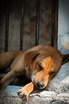 Orange dog sleeping at a temple in Mandalay Burma Myanmar