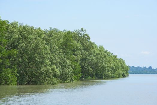 Mangrove forest on Kadan Kyun, the largest island in the Mergui Archipelago in the Tanintharyi Region, southern Myanmar.