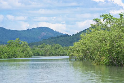 Mangrove forest on Kadan Kyun, the largest island in the Mergui Archipelago in the Tanintharyi Region, southern Myanmar.