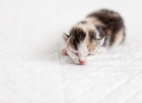 Very small blind kitten sleep. Girl 3 days