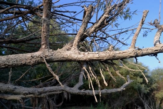 Dried tree branches.
The leaves emerge and cover the ground like a carpet.