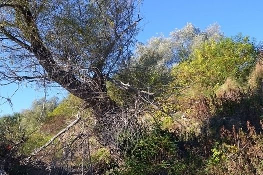 Trees shed their colorful leaves in the river.
The water is clean.
The sky is cloudless blue.
Vegetation on the river bank and keep dry colored shades