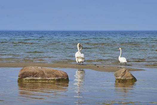 Three swans at swans island, two swans kissing                      