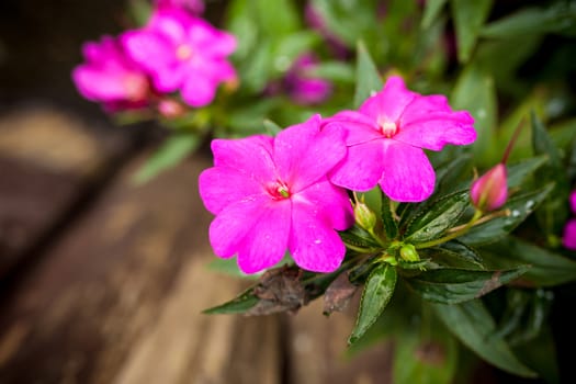 beautiful pink clematis on nature background .