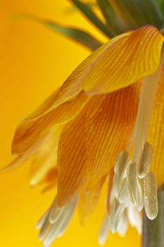 Beautiful flower crown imperial lily ( Fritillaria imperialis)