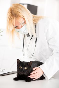 The veterinarian is examining the black domestic cat.