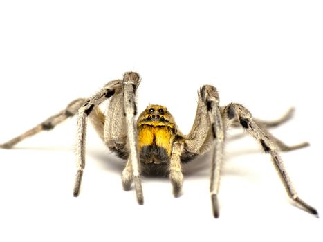 Big spider-Geolycosa vultuosa-isolated on white background