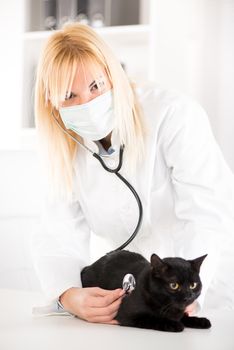 The veterinarian is examining the black domestic cat using a stethoscope. 