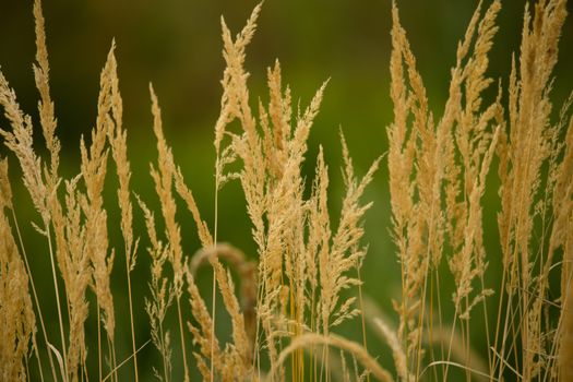 Autumn background Close-up of yellow autumn grass with shallow focus